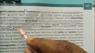 3  Phylum  Cnidarians Coelenterata