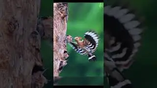 Eurasian Hoopoe Bird Feeding The Babies ! Hudhud Bird ! Eurasian Hoopoe Babies ! Hudhud Babies !