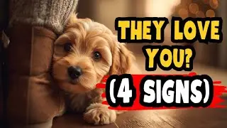 4 Signs Your Dog Loves You More Than Anyone Else