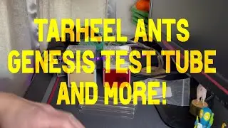 TarHeel Ants Genesis Test Tubes and More!