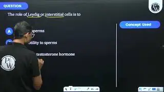 The role of Leydig or interstitial cells is to...
