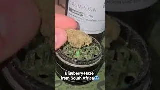 Avaay 18/1 Blueberry Haze