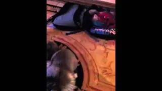 Playful Leo