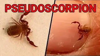 Pseudoscorpion  also known as a false scorpion or book scorpion | Close up of insect | Micro monster