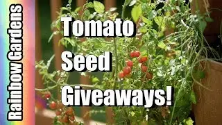 (Closed)Tomato Seed Giveaways! Sweet Pea Currant and More!