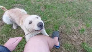 Plútó fut