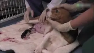 China produces world&rsquo;s first cloned dog using gene editing