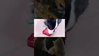 Food Grade Dog Bowl Christmas Silicone Slow Food Bowl 2 in 1 dog licking mat #youtube #cat