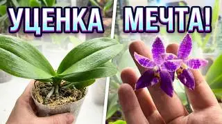 Вот такая бывает УЦЕНКА орхидей от Joseph WU (Joy) Про полив орхидей и PPM воды 💦 #phalaenopsis #fyp