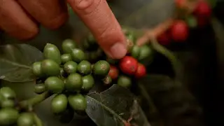 BLK & Bold: The coffee bean journey