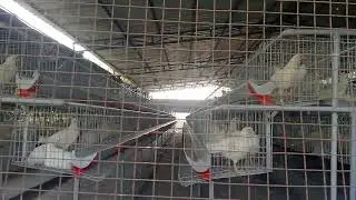 Layer poultry farming,12 week layer pullet bird cage install 