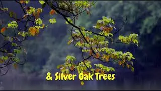 Govianu   Chikkamagaluru