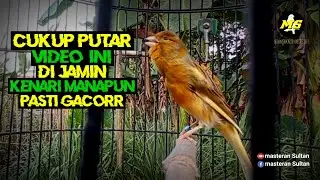 PANCINGAN KENARI BAHAN SUPAYA CEPAT BUNYI #pancingankenaribetina #kicaumania #masteran 