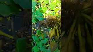 Water chestnut | Panifal | singhara #fruitcutting #fruit #farming