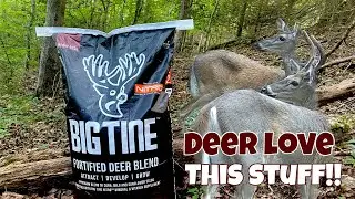 Big Tine fortified deer blend - Amazing Results - Deer Love this stuff #deerhunting #deerattractant