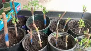 Elderberry info I wish I had in the beginning