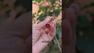 Insight Cosmetics 24 Hrs Non Transfer Matte Lipstick - BloodLust | 3gm