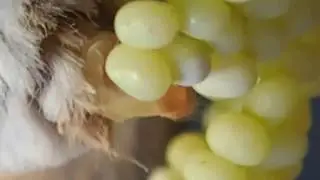 Eri silkworm Egg laying movie