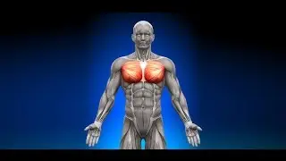 Desarrollo y crecimiento muscular del pecho - El ejercicio MAS EFECTIVO para un estimulo EFICAZ
