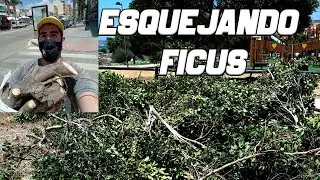 Plantando Estacas de Ficus Microcarpa y Benghalensis para Bonsai