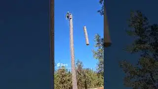 no landing zone #treeremoval #arboristlife #trees #madeforthis