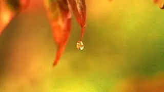 STILL AUTUMN DRIPS SUPER TAKUMAR 55MM F1.8 RYGJAVEIEN A7S 20211013002
