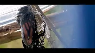 5M 30S  Monarch eclose spiracle funnels with Slow Mo  in the #TatamocMilkweedVillage