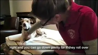 Find the Pectoral Points in Your Dog - Instant Tension Release