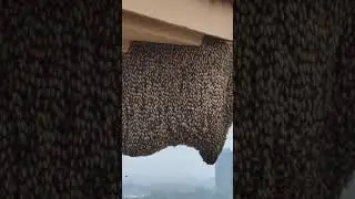 #shorts #honeybee #bumblebee #hotel #motel #dangerous #adventure #wasted #crazy #wildlife
