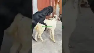 farming videos my channel krushak mitra  likes video subscribe &share please coment