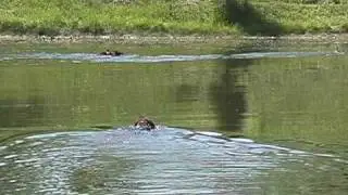 A 4 month old and a 3 year old Pudelpointer at the local duck pond