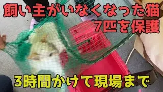 飼い主がいなくなった猫７匹【保護現場からシェルターへ】