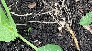 Nitrogen Fixing Bacteria in Legumes