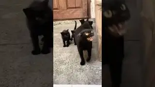 Never challenge a cat mom 😍  #cat #kitty #catvideos #cats #catshorts #catlovers #funny #cute