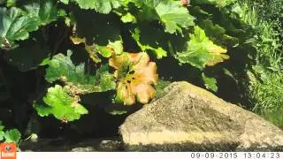 Stoat 090915