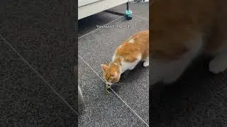 Cat parents, its not a want, its a NEED 😼 #fyp #interactivecattoy #cattok #goviral #catwhiskers