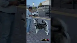 #alaskanmalamute #malamute #dog