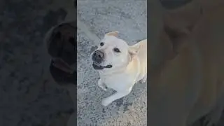 Pure Joy in Dog Form ❤️#shorts #labrador #retriever #dog #puppy #cute #funny #doglover #pet #doglife