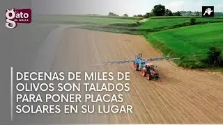 Decenas de miles de olivos son talados para poner placas solares en su lugar