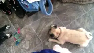 Pug Antics 4