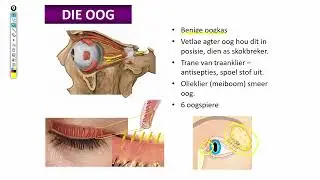 Lewenswetenskappe GR12 Die Menslike Oog Deel1