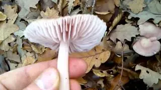 retekszag&uacute; k&iacute;gy&oacute;gomba, Mycena pura, lilac bonnet, Gemeiner Rettich-Helmling