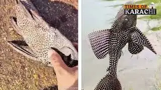Unusual &ldquo;Alien&rdquo; Fish at Karachi Fish Harbour Identified as Amazon Sailfin Catfish | WWF Pakistan