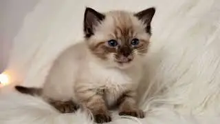Soothing Light Music for Stress Relief | Peaceful Sounds & Cute Kittens to Relax Your Soul