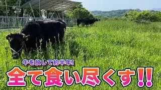 荒れた土地がこんなに綺麗に⁉️牛の草刈り能力‼️