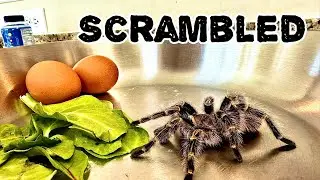 Tarantula Eggs & Ham (REPTILE Show Speedrun)