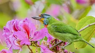 五色鳥 Taiwan Barbet