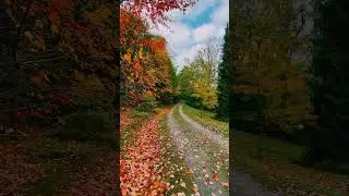 Autumn Magic: Autumn Vibes:Colors, Calm, and Cozy Days #shorts #autumn #nature #naturelovers #reels