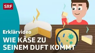 Warum K&auml;se stinkt und woher die L&ouml;cher im K&auml;se kommen &ndash; einfach erkl&auml;rt | Kindervideos | SRF Kids