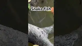 Found a Snake Fish in a Pond! 🐍🐟 | Unexpected Catch